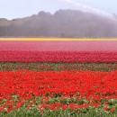 Pays-Bas - Egmond aan den Hoef