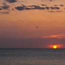 Le Havre - L'oiseau