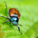 Coleoptera Anisoplia villosa