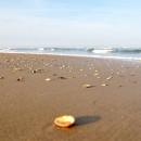 Egmond aan Zee - Les coquillages