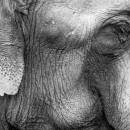 Eléphant - Texture