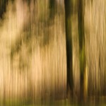 Belgique – Forêt de Buzenol