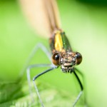 Macro – Calopteryx virgo