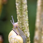 Monacha Sp.