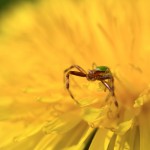 Araniella cucurbitina