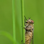 Tabanus bovinus