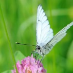 Aporia crataegi