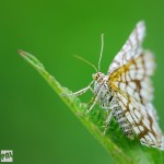Faune : Scotopteryx bipunctaria