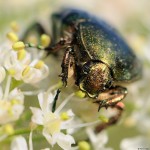 Cetonia aurata (Cétoine dorée)