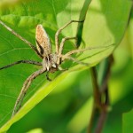 Araneae – Pisaura mirabilis