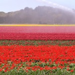 Pays-Bas – Egmond aan den Hoef