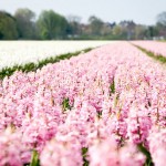 Pays-Bas – Champs de jacinthes