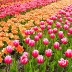Pays-Bas – Keukenhof