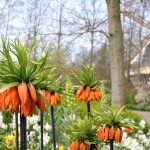 Pays-Bas – Keukenhof